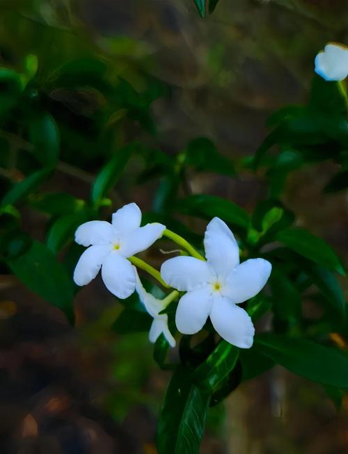 狗牙花的价值，狗牙花费用贵吗？-第4张图片-优品飞百科