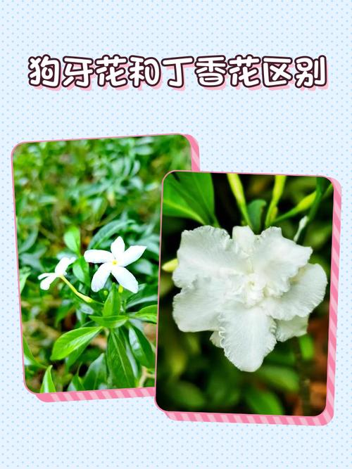 狗牙花的价值，狗牙花费用贵吗？-第5张图片-优品飞百科
