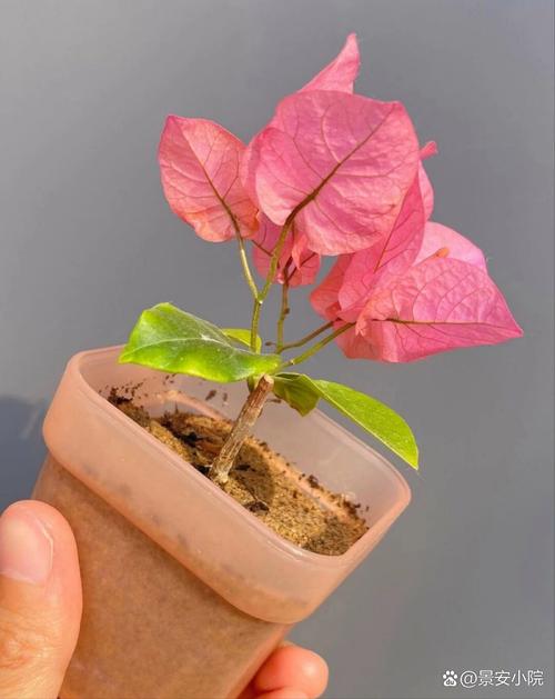 现在赶紧插这“3种花”的简单介绍