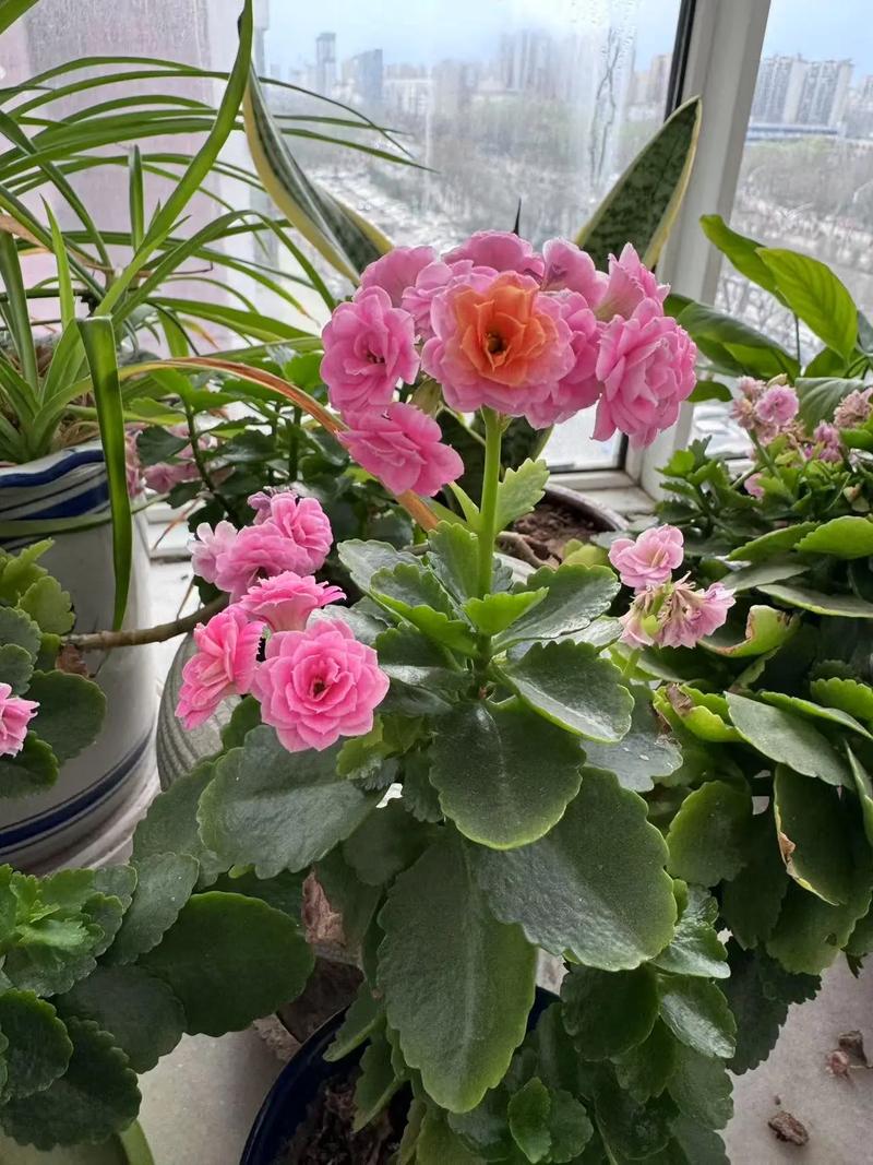 现在赶紧插这“3种花”的简单介绍-第2张图片-优品飞百科