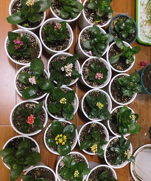 现在赶紧插这“3种花”的简单介绍-第4张图片-优品飞百科