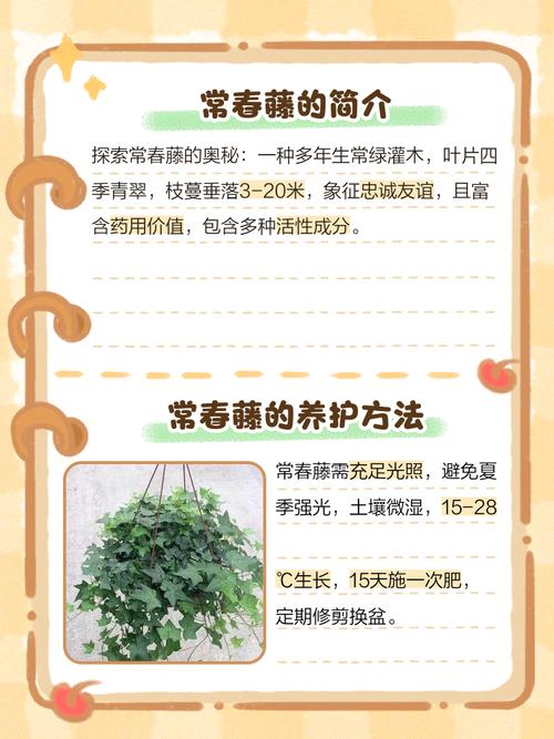 常春藤秋天怎么养？常春藤春天怎么养？