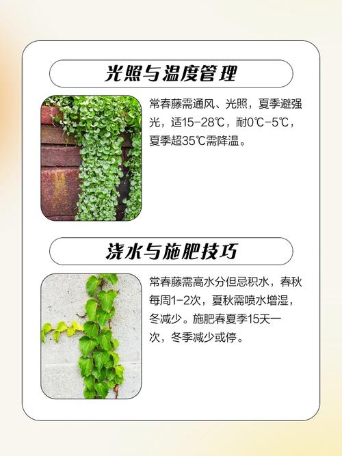 常春藤秋天怎么养？常春藤春天怎么养？-第3张图片-优品飞百科
