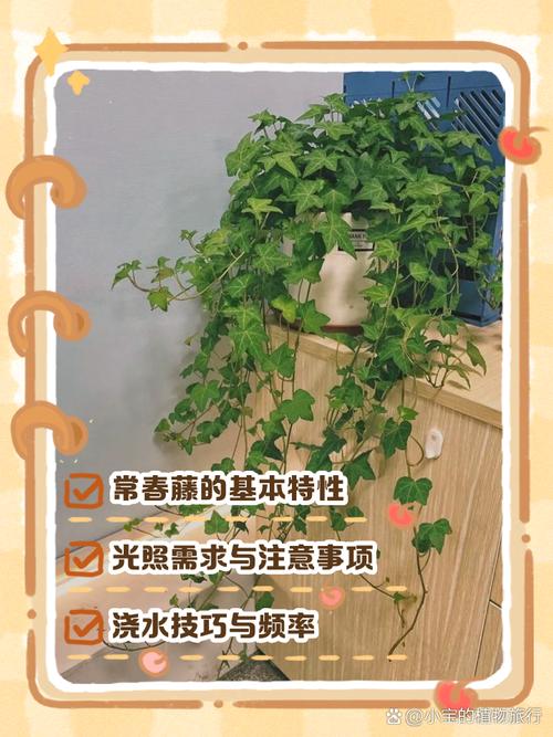 常春藤秋天怎么养？常春藤春天怎么养？-第4张图片-优品飞百科