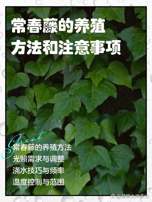 常春藤秋天怎么养？常春藤春天怎么养？-第5张图片-优品飞百科