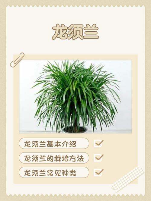 龙须兰可以吸甲醛吗，龙须兰能活多少年