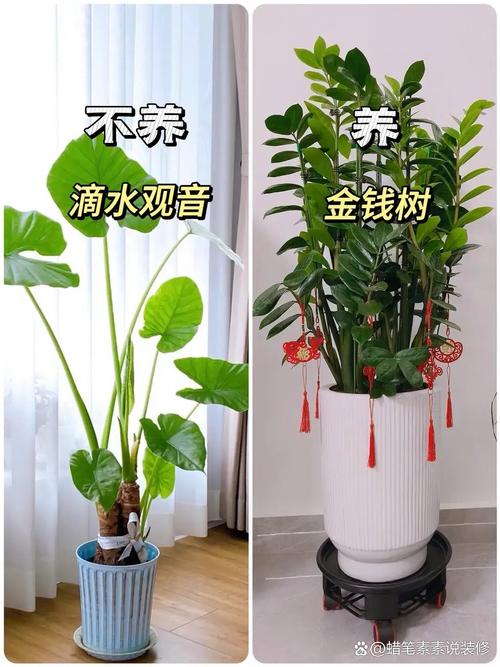 龙须兰可以吸甲醛吗，龙须兰能活多少年-第5张图片-优品飞百科