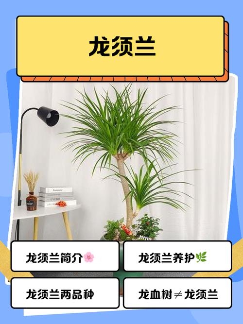 龙须兰可以吸甲醛吗，龙须兰能活多少年-第6张图片-优品飞百科