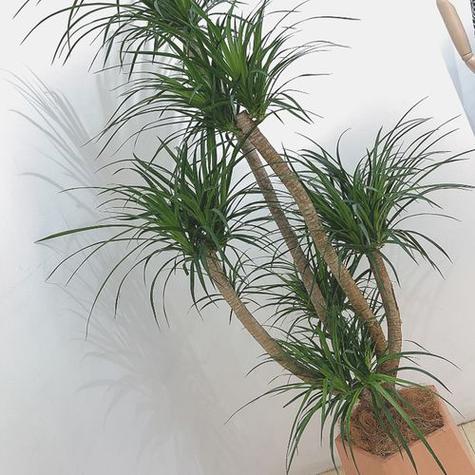 龙须兰可以吸甲醛吗，龙须兰能活多少年-第7张图片-优品飞百科