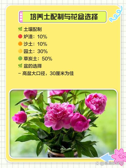 牡丹花可以在室内养吗？牡丹花适不适合在室内养？