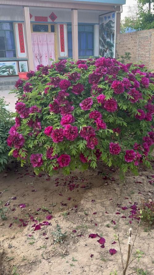 牡丹花可以在室内养吗？牡丹花适不适合在室内养？-第2张图片-优品飞百科