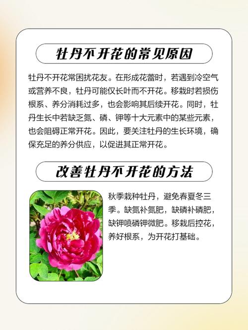 牡丹花可以在室内养吗？牡丹花适不适合在室内养？-第3张图片-优品飞百科