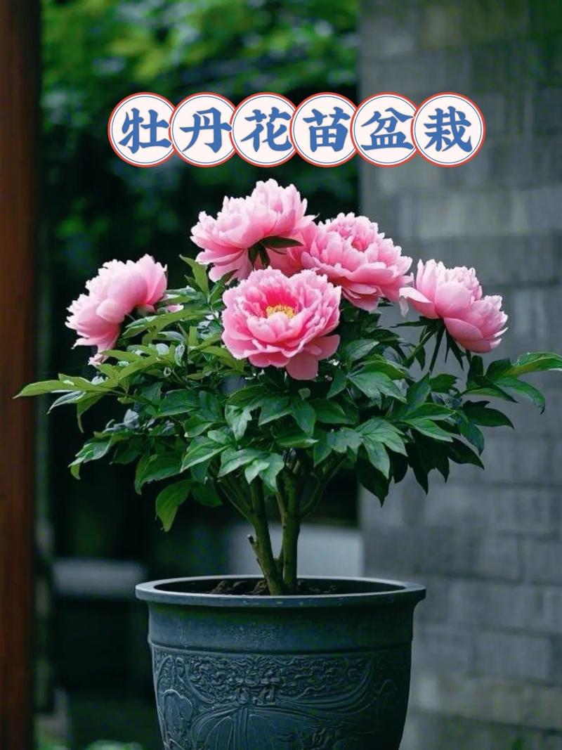 牡丹花可以在室内养吗？牡丹花适不适合在室内养？-第4张图片-优品飞百科