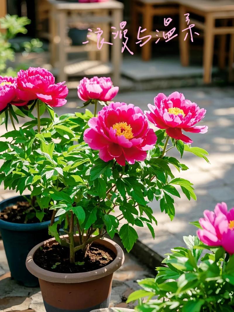 牡丹花可以在室内养吗？牡丹花适不适合在室内养？-第5张图片-优品飞百科