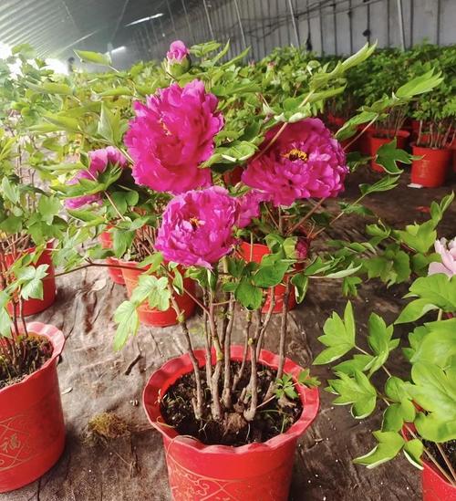 牡丹花可以在室内养吗？牡丹花适不适合在室内养？-第6张图片-优品飞百科