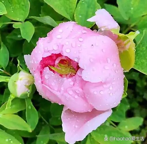 牡丹花可以在室内养吗？牡丹花适不适合在室内养？-第7张图片-优品飞百科