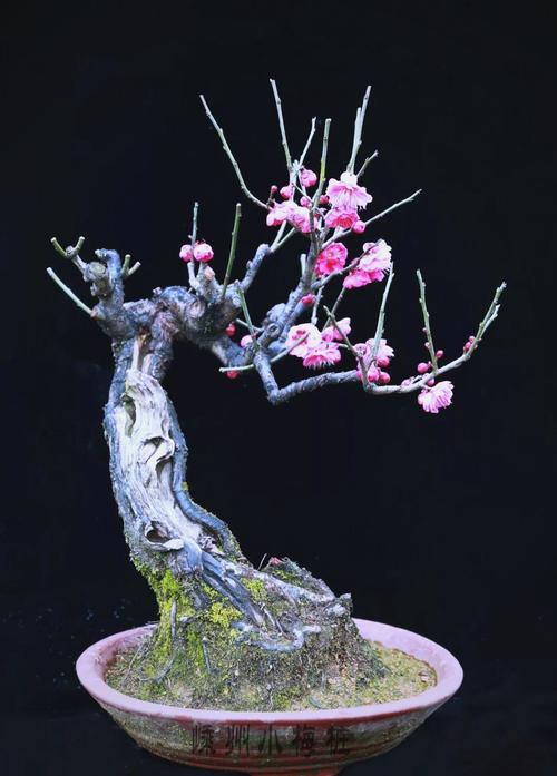 盆栽梅花不开花怎么办？盆栽梅花还不长新叶需要上什么肥料?？-第2张图片-优品飞百科