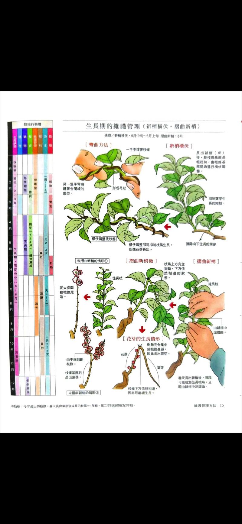 盆栽梅花不开花怎么办？盆栽梅花还不长新叶需要上什么肥料?？-第3张图片-优品飞百科