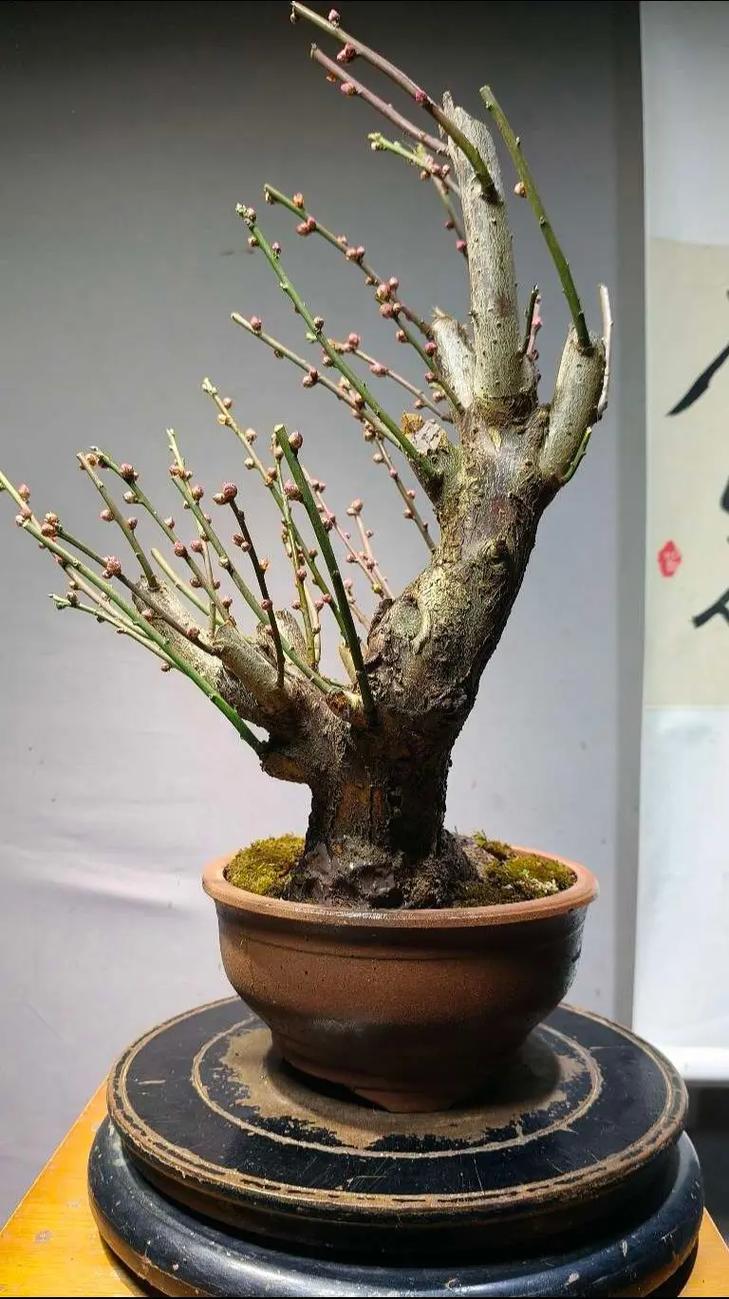盆栽梅花不开花怎么办？盆栽梅花还不长新叶需要上什么肥料?？-第4张图片-优品飞百科