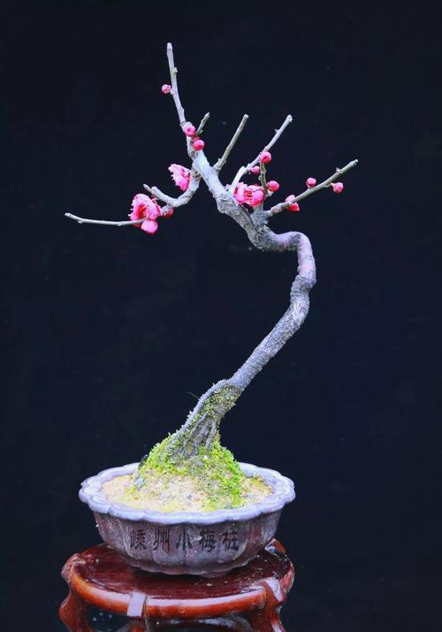 盆栽梅花不开花怎么办？盆栽梅花还不长新叶需要上什么肥料?？-第5张图片-优品飞百科