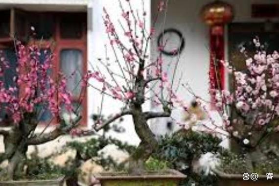 盆栽梅花不开花怎么办？盆栽梅花还不长新叶需要上什么肥料?？-第6张图片-优品飞百科