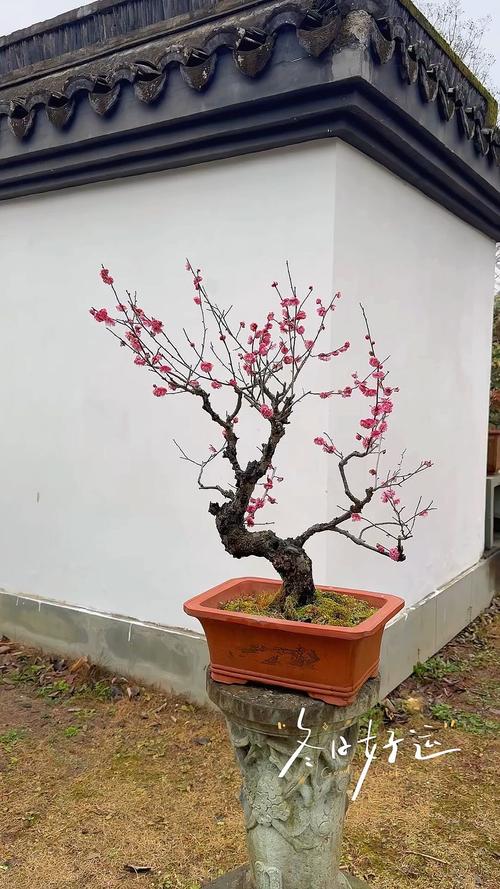 盆栽梅花不开花怎么办？盆栽梅花还不长新叶需要上什么肥料?？-第7张图片-优品飞百科