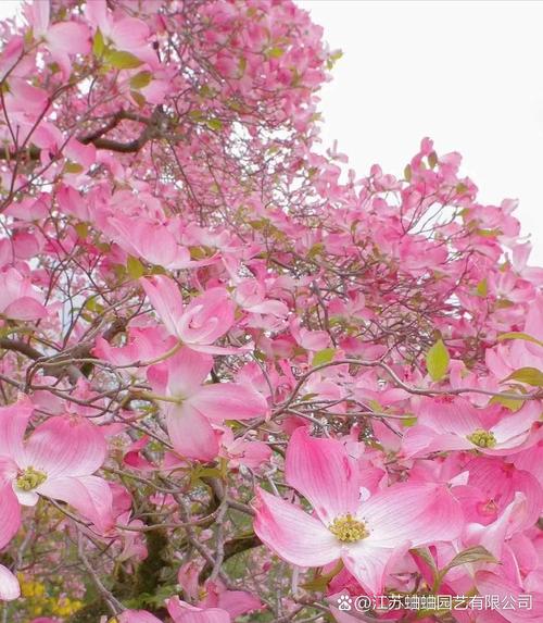 四照花的主要价值，四照花属-第3张图片-优品飞百科