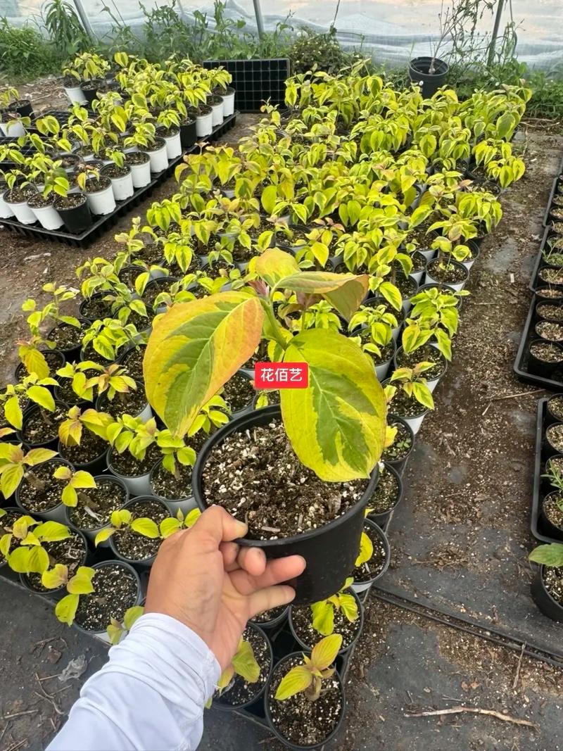 四照花的主要价值，四照花属-第4张图片-优品飞百科