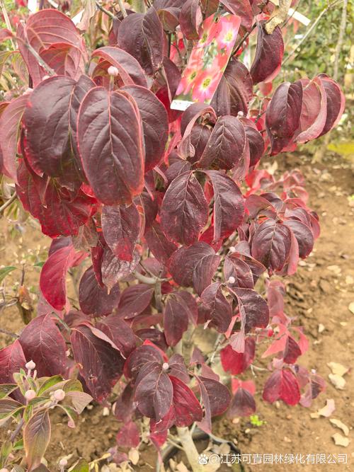 四照花的主要价值，四照花属-第5张图片-优品飞百科