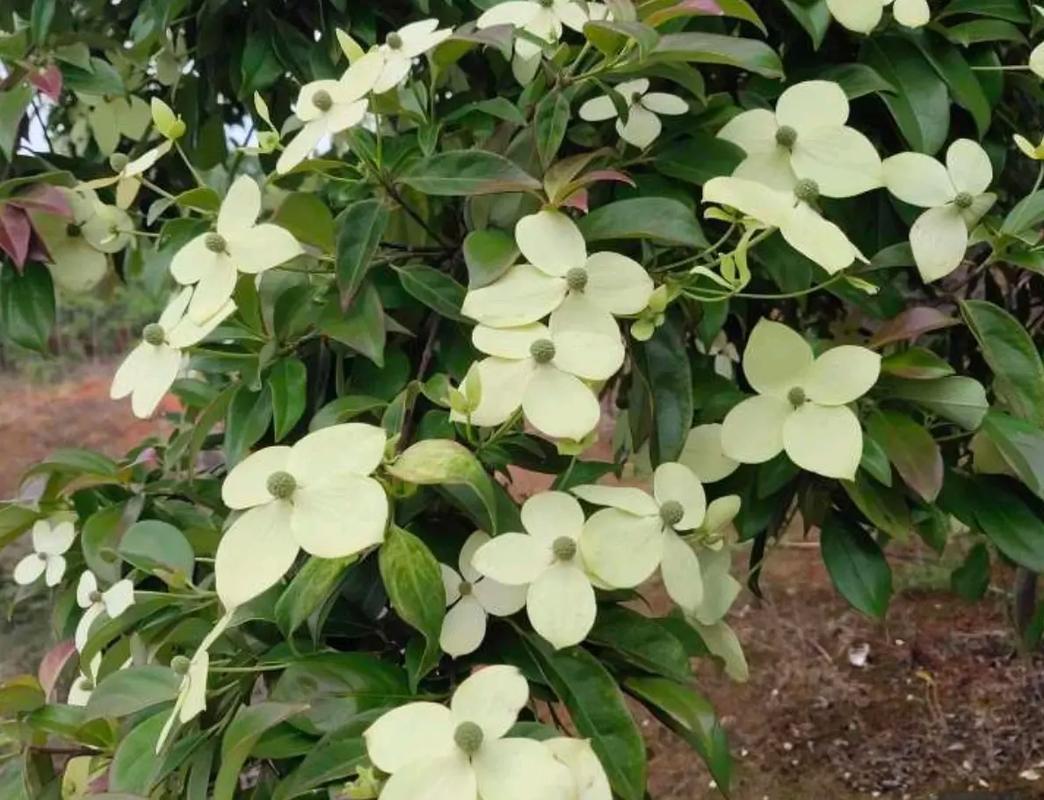 四照花的主要价值，四照花属-第6张图片-优品飞百科