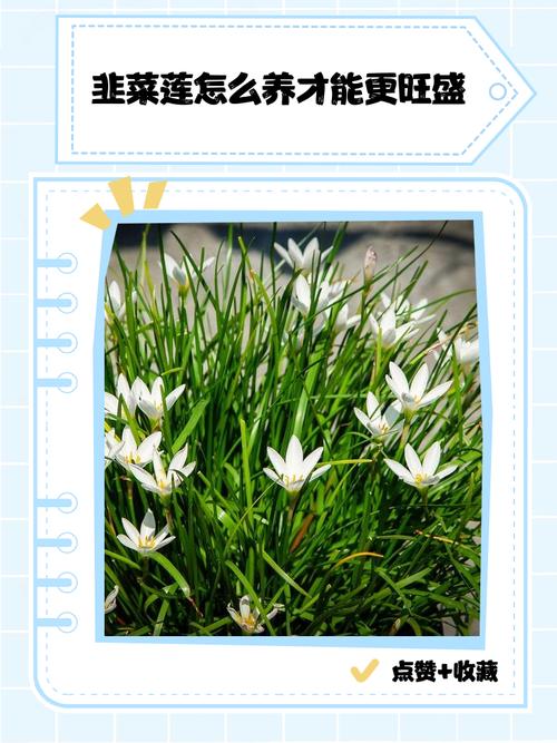 韭菜莲什么时候开花，韭菜莲什么时候移栽