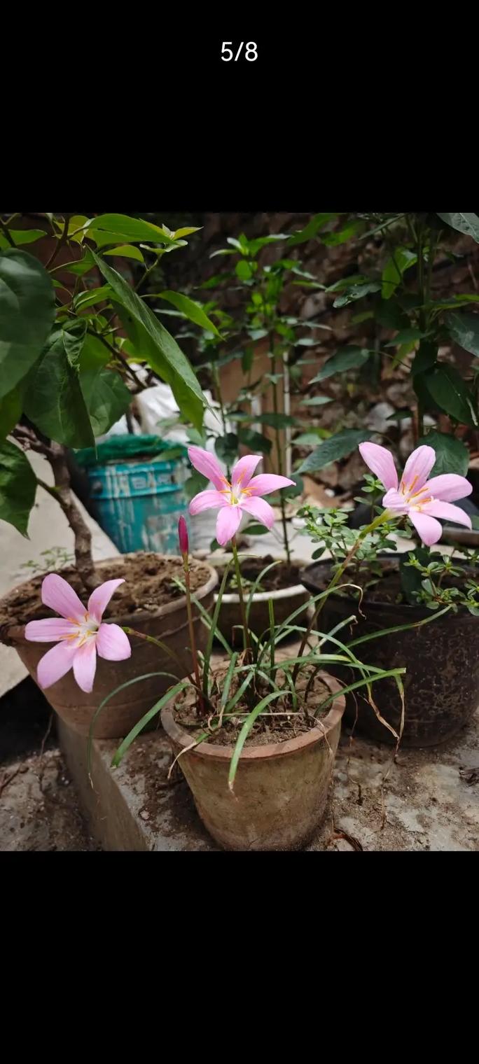 韭菜莲什么时候开花，韭菜莲什么时候移栽-第2张图片-优品飞百科
