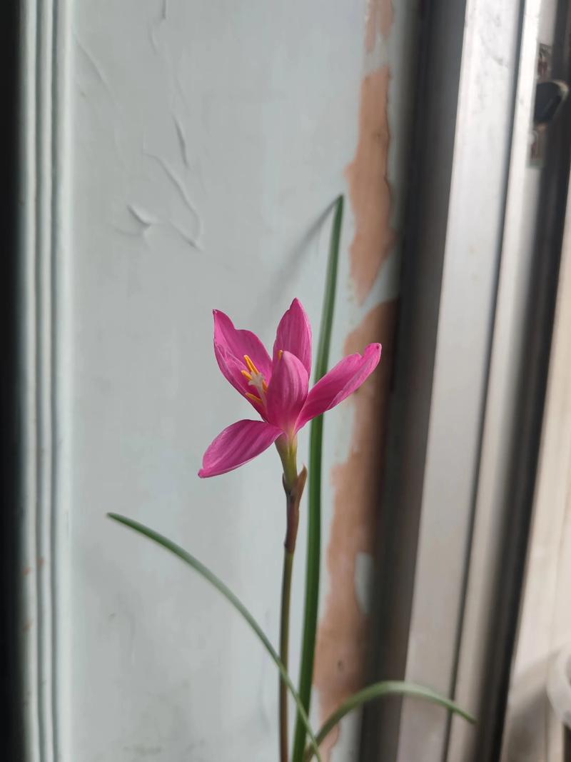 韭菜莲什么时候开花，韭菜莲什么时候移栽-第4张图片-优品飞百科