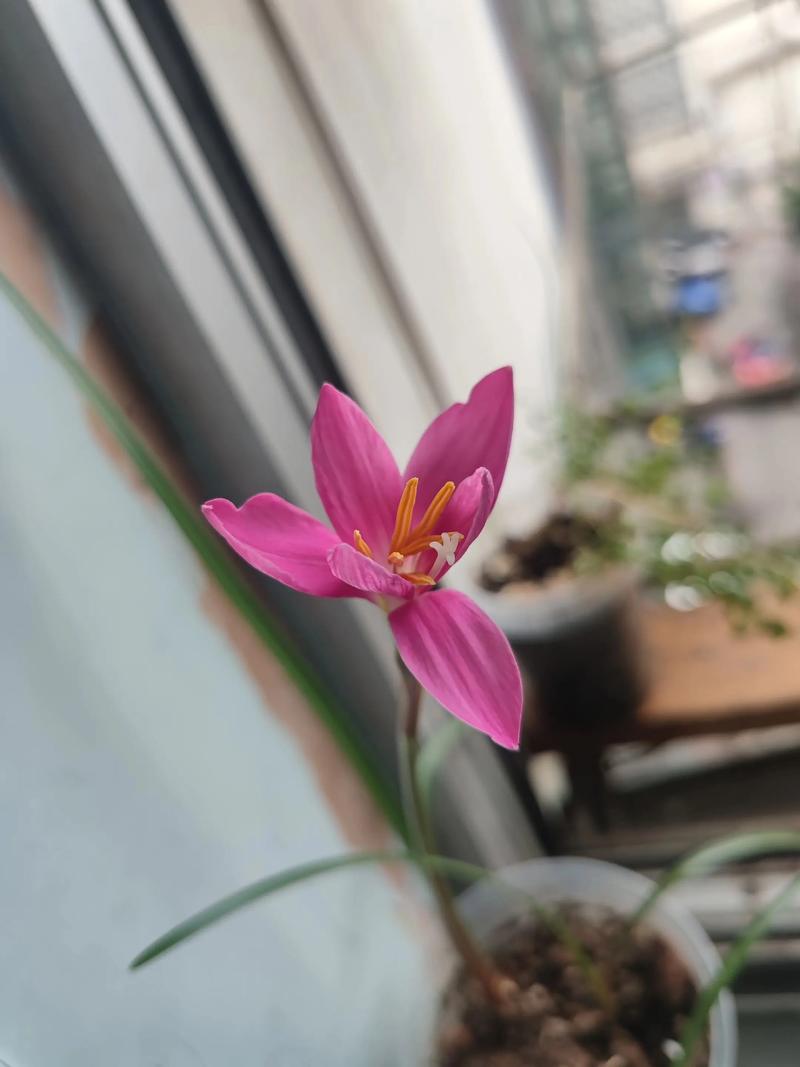 韭菜莲什么时候开花，韭菜莲什么时候移栽-第5张图片-优品飞百科