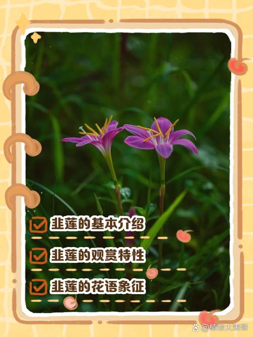 韭菜莲什么时候开花，韭菜莲什么时候移栽-第6张图片-优品飞百科