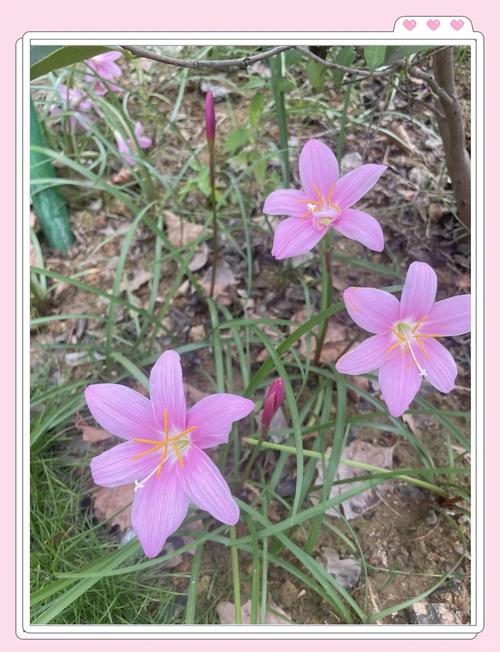 韭菜莲什么时候开花，韭菜莲什么时候移栽-第7张图片-优品飞百科