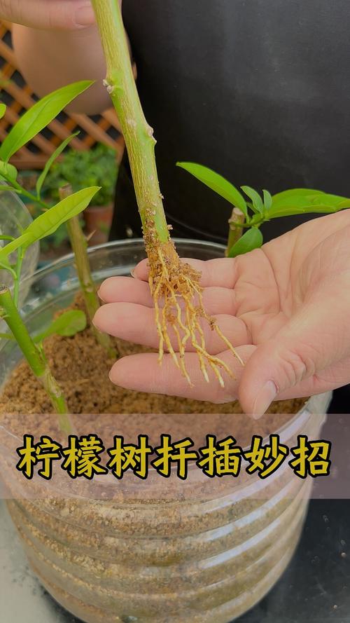 扦插老不生根？扦插一直不生根？