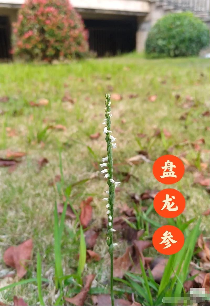 绶草的功效与作用,绶草食用-第5张图片-优品飞百科 绶草的功效与作用,绶草食用-第5张图片-优品飞百科