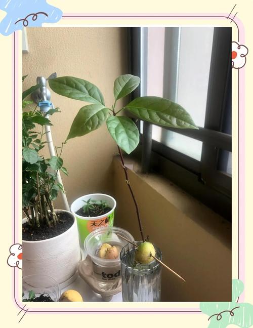 牛油果核怎么种盆栽，牛油果种植几年结果