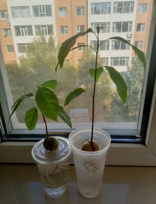 牛油果核怎么种盆栽，牛油果种植几年结果-第2张图片-优品飞百科
