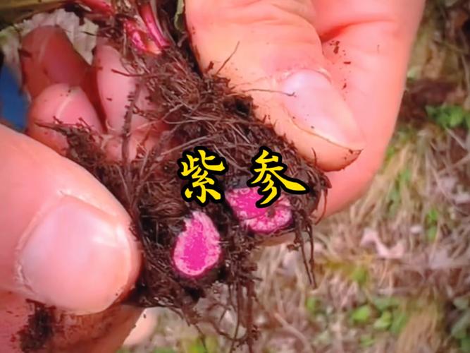 拳参的养殖方法及注意事项，拳参费用中药材天地网