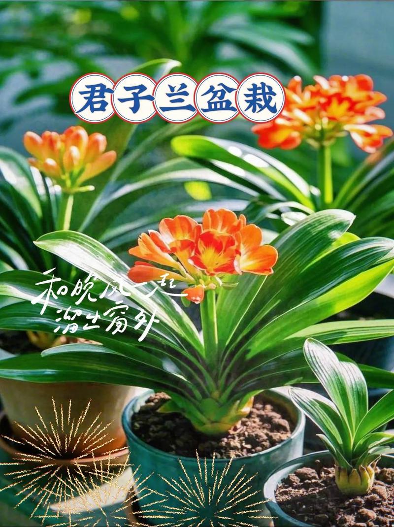 卧室可以放君子兰吗，卧室里放君子兰好吗-第6张图片-优品飞百科