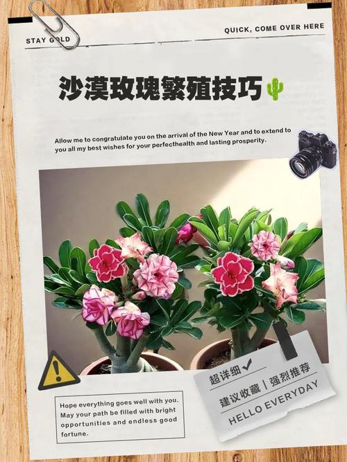 盆栽小玫瑰花怎么繁殖，盆栽小玫瑰花怎么繁殖视频-第4张图片-优品飞百科