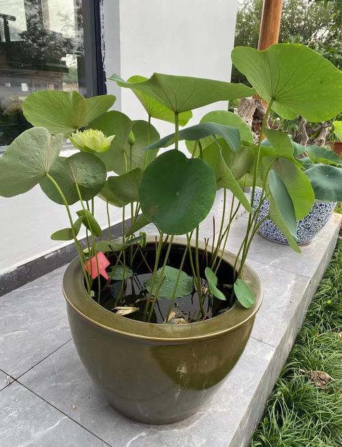 荷花放在家里不吉利吗？荷花摆放在屋里好吗？-第2张图片-优品飞百科