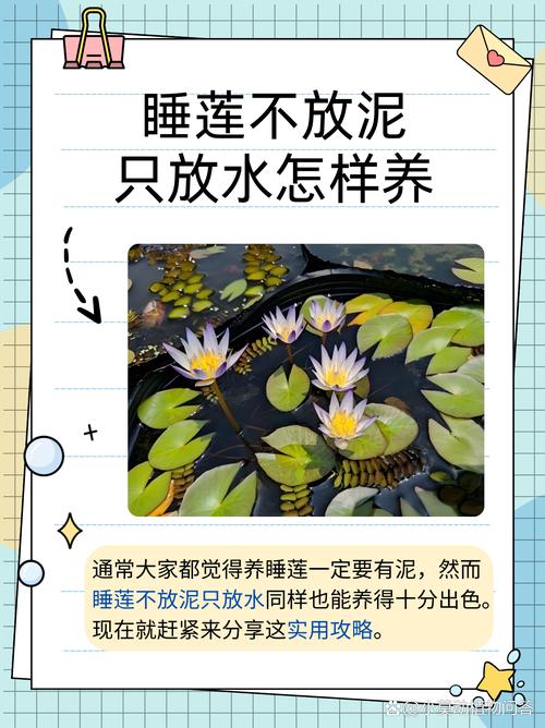 荷花放在家里不吉利吗？荷花摆放在屋里好吗？-第4张图片-优品飞百科
