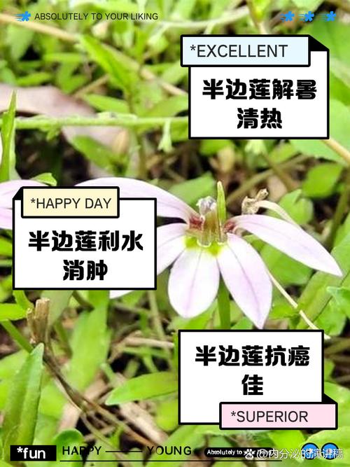 半边莲的功效和作用，半边莲的功效和作用主治