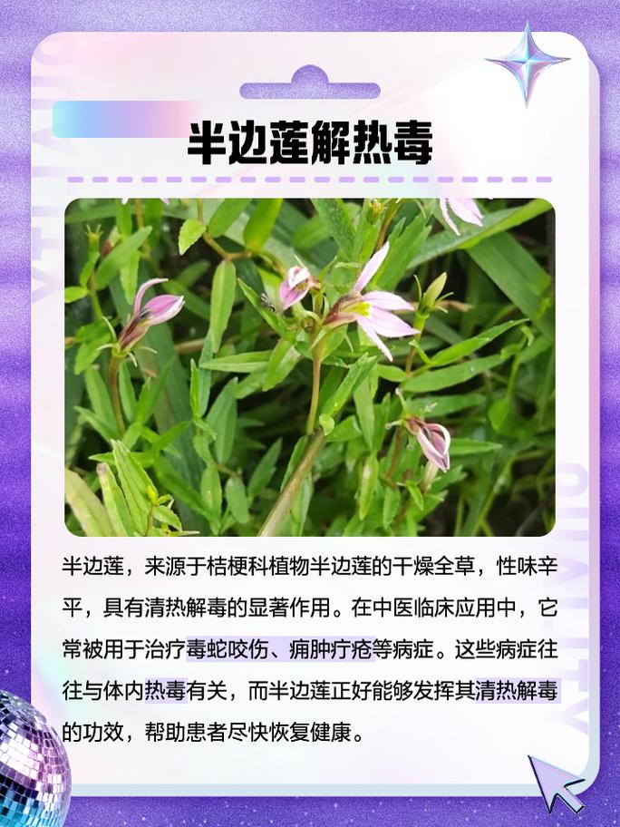 半边莲的功效和作用，半边莲的功效和作用主治-第2张图片-优品飞百科