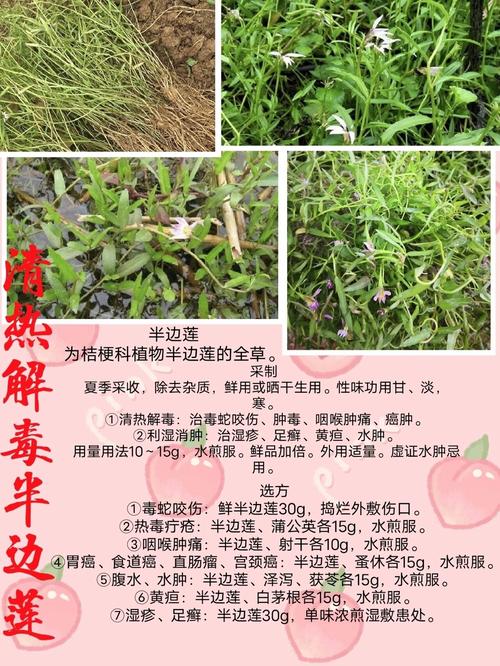 半边莲的功效和作用，半边莲的功效和作用主治-第4张图片-优品飞百科