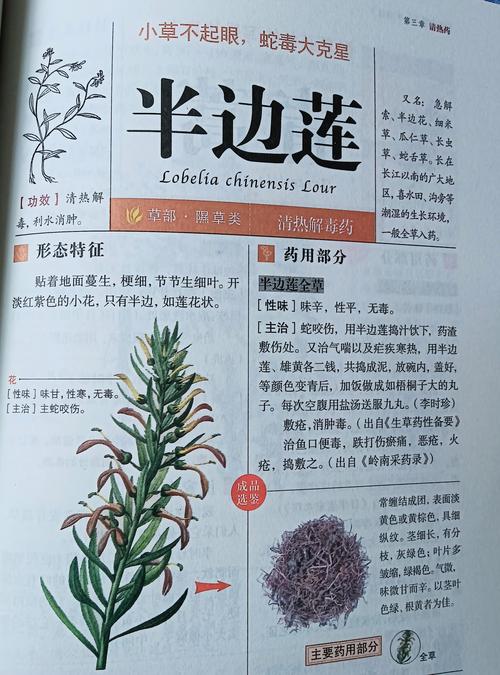 半边莲的功效和作用，半边莲的功效和作用主治-第5张图片-优品飞百科