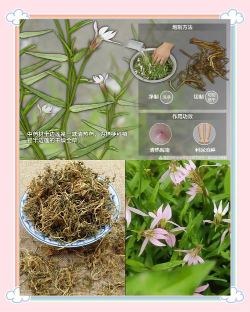 半边莲的功效和作用，半边莲的功效和作用主治-第8张图片-优品飞百科